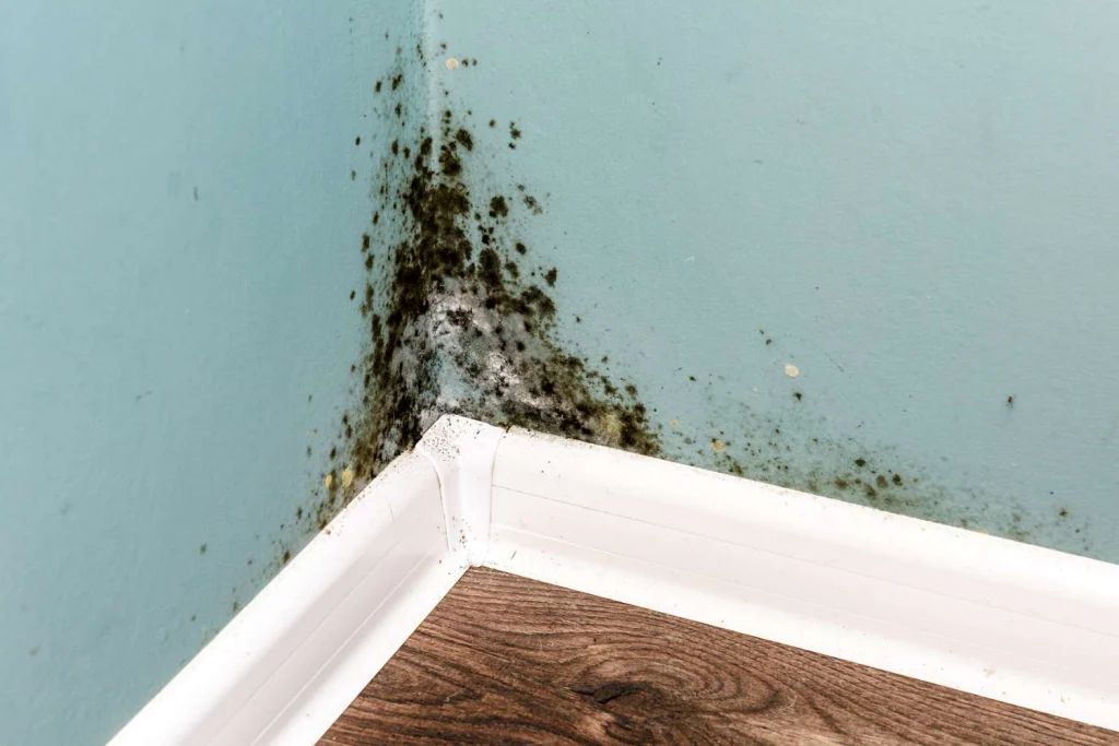 Mold and Indoor Air Home Inspection in Flushing Michigan